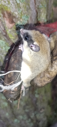 Eurasian Forest Dormouse