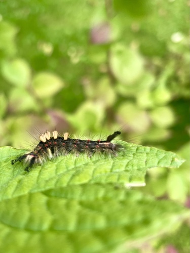 Rusty Tussock Moth