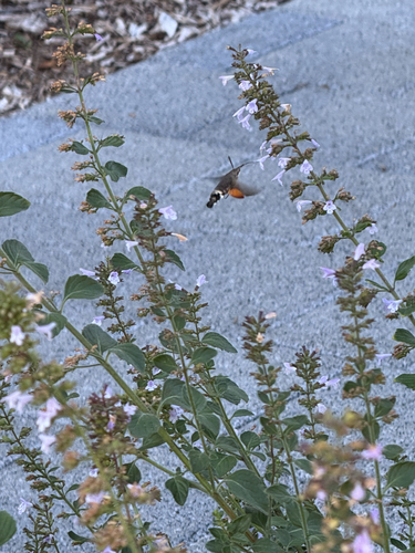 Eurasian Hummingbird Hawkmoth