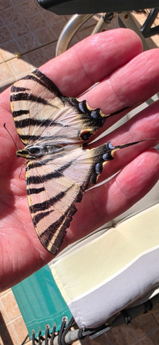 Iberian Scarce Swallowtail