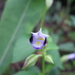 Torenia violacea - Photo (c) winkaih, all rights reserved, uploaded by winkaih