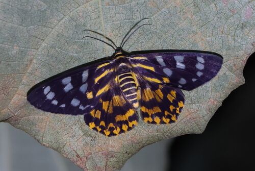 Dysphania prunicolor