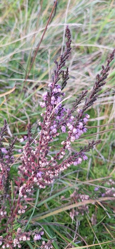 common heather