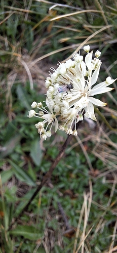 lesser masterwort
