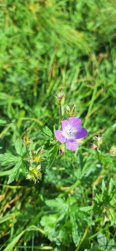 wood crane's-bill