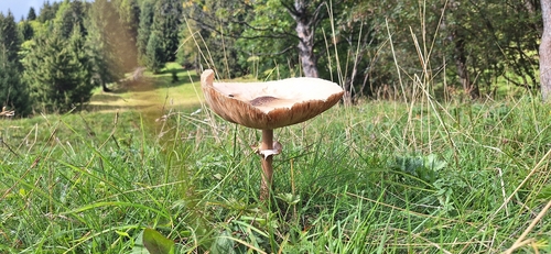 Parasol