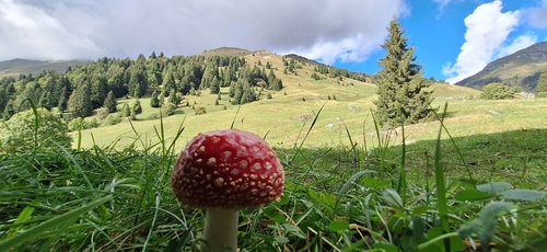 Fly Agaric