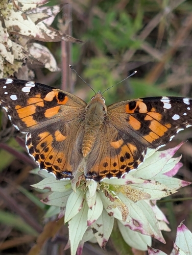 Painted Lady