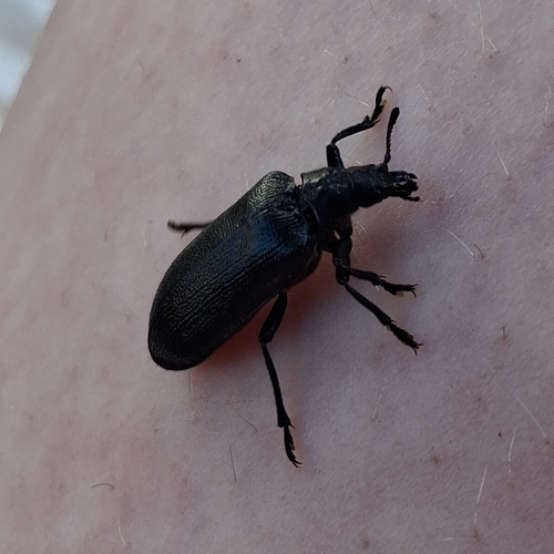 Cedar Beetle