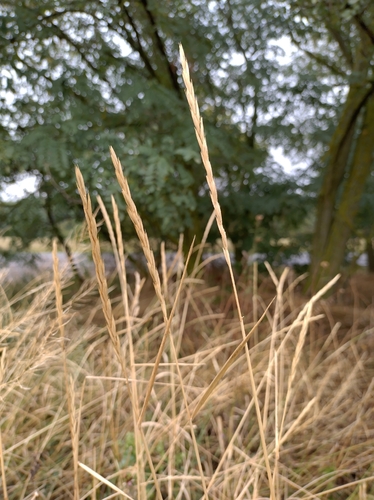 Quack Grass