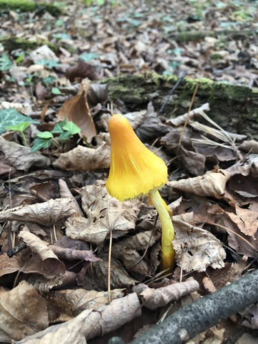 Persistent Waxcap
