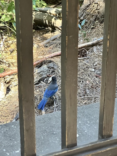 iNaturalist observation photo of Steller's Jay