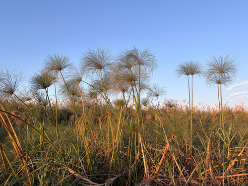 Papyrus sedge