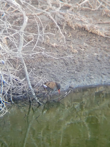 Water Rail