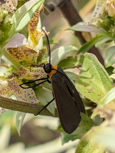 Yellow-collared Scape Moth