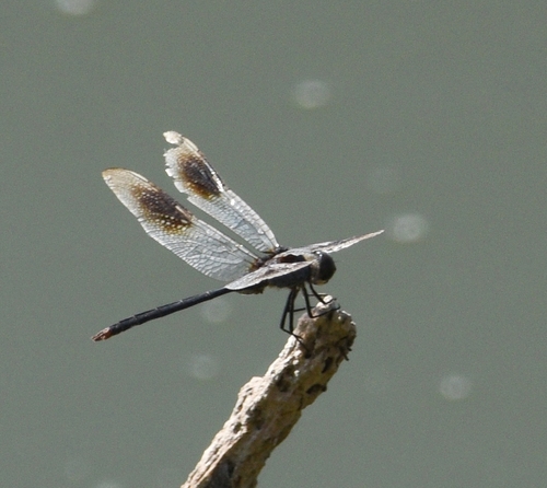 Four-spotted Pennant