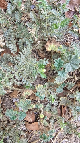 puncture vine