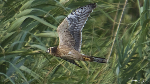Pallid Harrier