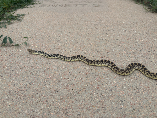 Bullsnake