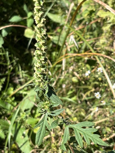 common ragweed
