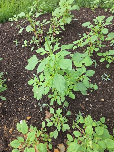 Palmer's Amaranth