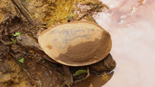 Geoffroy’s Side-necked Turtle