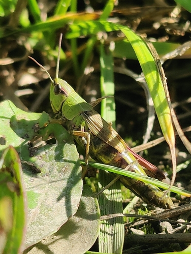 Meadow Grasshopper