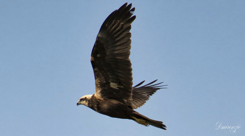 Western Marsh Harrier