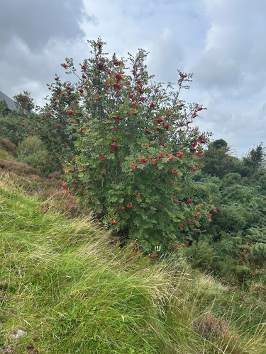 European mountain ash