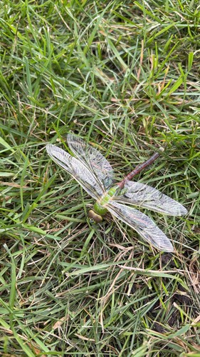 Common Green Darner
