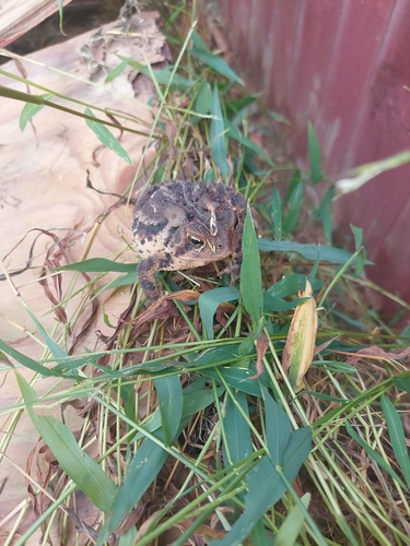American Toad