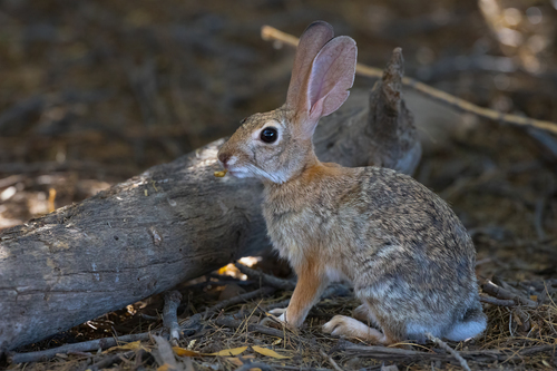 Desert Cottontail