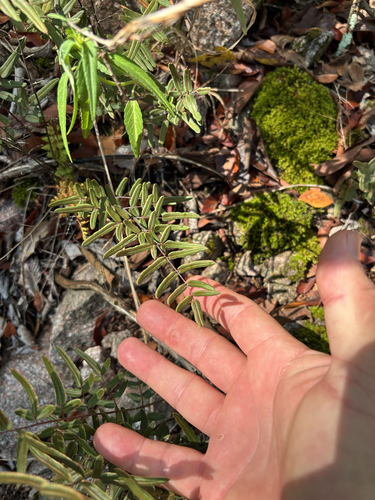 purple-stem cliffbrake