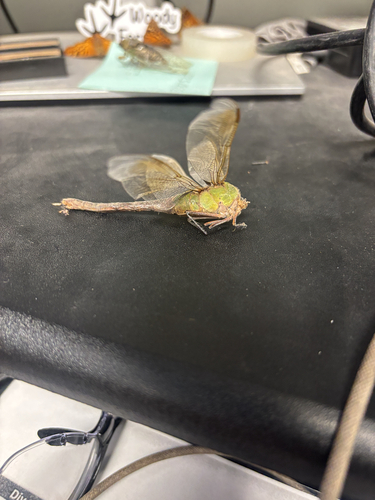 Common Green Darner
