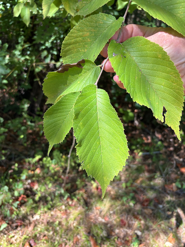 slippery elm