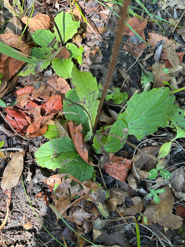 lyreleaf sage