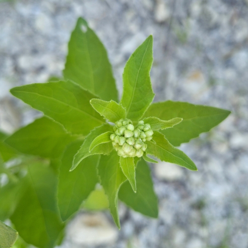 marsh fleabane