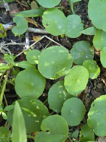 Whorled Pennywort