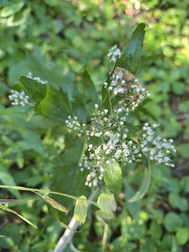 late boneset