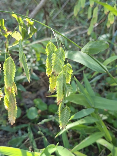 river oats