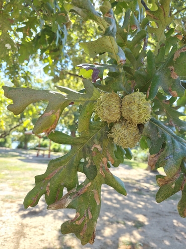 bur oak
