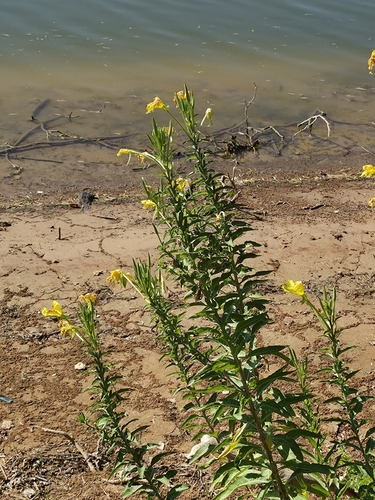 common evening-primrose