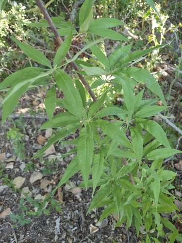 Lilac chaste tree