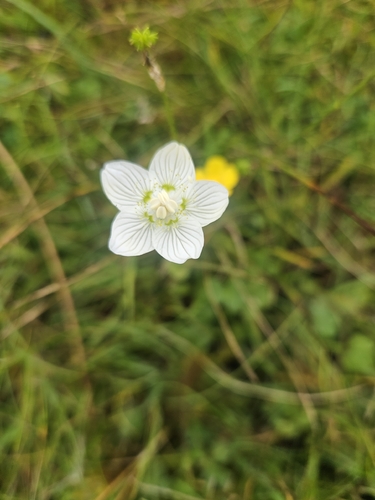 marsh grass-of-Parnassus