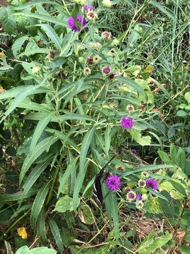 Arkansas Ironweed