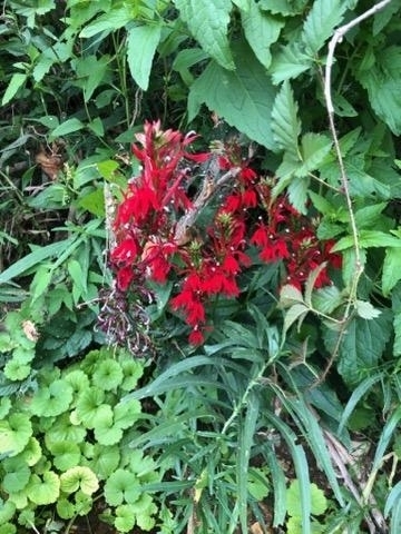 cardinal flower