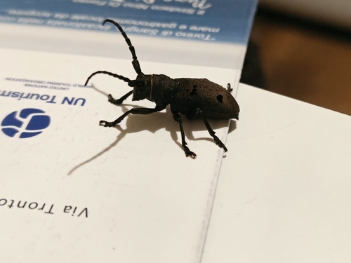Herophila tristis