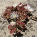 Mesembryanthemum crystallinum - Photo (c) David Newsom, kaikki oikeudet pidätetään, lähettänyt David Newsom