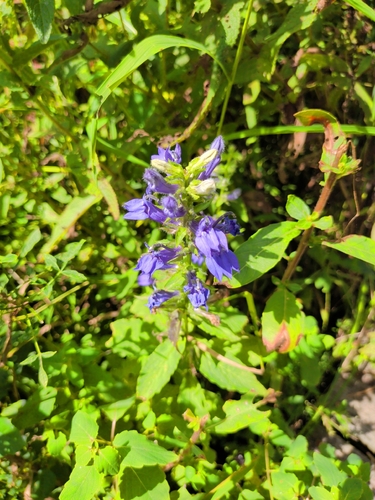 great blue lobelia
