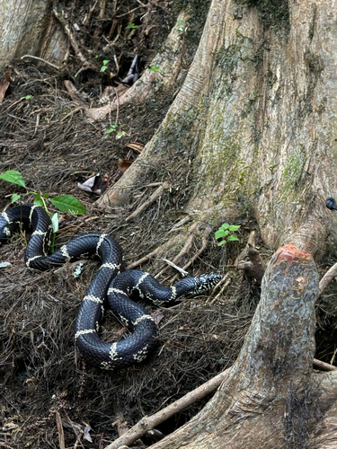 Eastern Kingsnake